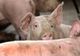 DSVSA reamintește că numărul maxim de porci dintr-o gospodărie nu poate depăși 5 capete