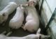 Cei care transportă porci vii sau carcase în portbagajul mașinii vor fi amendați