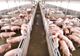 APIA anunță că a demarat procesul de autorizare la plată pentru Măsura 14 – Plăţi privind bunăstarea animalelor