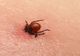 Boala Lyme și ce pericole are mușcătura de căpușă