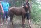 VIDEO Mânză căzută într-o fântână adâncă de 15 metri, salvată de pompieri