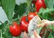 Ministerul Agriculturii și Dezvoltării Rurale simplifică procesul de accesare a ajutoarelor destinate legumicultorilor