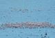 FOTO Sute de păsări flamingo la Jurilovca