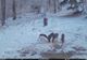 Animal extrem de rar, surprins de camerele foto în Parcul Natural Bucegi